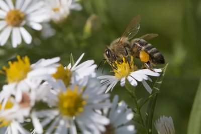 Abeille domestique / Honey Bee (Apis mellifera)
