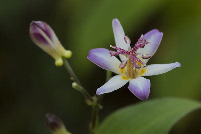 Tricyrtis (Lis crapaud) / Toadlily (Tricyrtis Tojen)