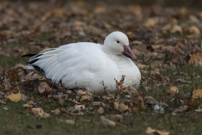 Oie des neiges / Snow Goose (Chen caerulescens)