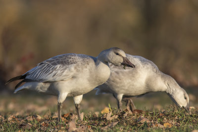 Oie des neiges / Snow Goose (Chen caerulescens)