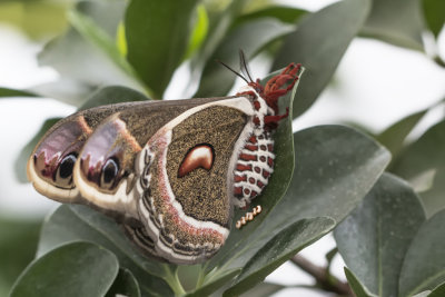 Saturnie ccropia / Cecropia Moth (Hyalophora cecropia)