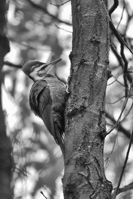 Grand Pic / Pileated Woodpecker (Dryocopus pileatus)
