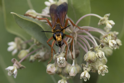 Grand sphex dor / Great golden digger wasp (Sphex ichneumoneus)