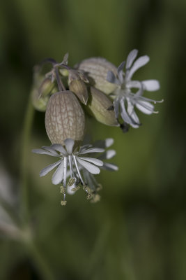 Silne enfl / Bladder Campion (Silene vulgaris)