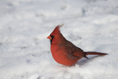Cardinal rouge / Northern Cardinal (Cardinalis cardinalis)