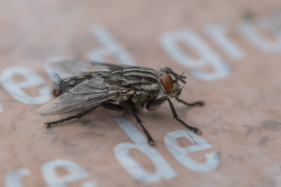 Mouche sarcophage / Fresh Fly (Sarcophagidae)