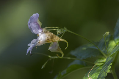 Impatiente  petites fleurs /Small Balsam (Impatiens parviflora)