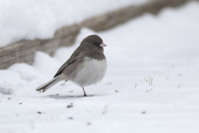 Junco ardois / Dark-eyed Junco (Junco hyemalis)