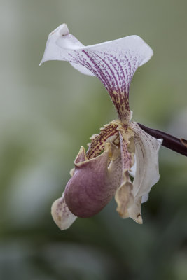 Orchide / Orchid 'Paphiopedilum Leeanum'