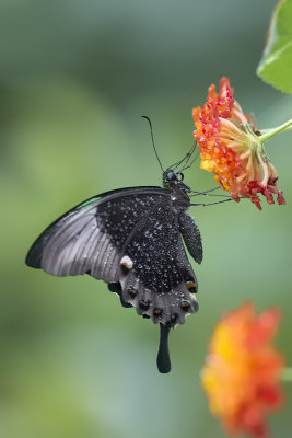 Machon meraude / Banded Peacock (Papilio palinurus)