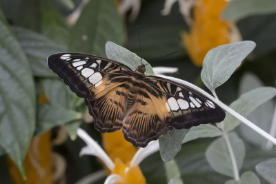 2017 Papillon
