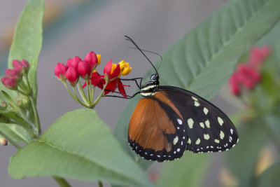 Papillon-tigre / Cream-spotted Tigerwing (Tithorea tarricina)