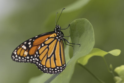 Monarque / Monarch (Danaus plexippus)