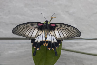 Porte-queue lowi / Lowi Swallowtail (Papilio lowi)