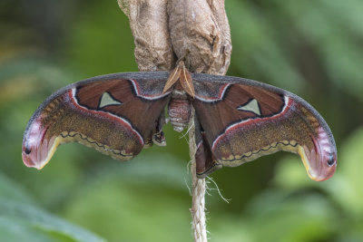 Papillon cobra / Cobra Moth (Attacus atlas)