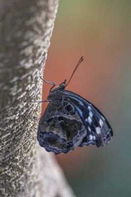Myscelia ethusa / Mexican Bluewing (Myscelia ethusa)