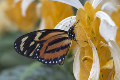 Lycorea halia / Tropical Milkweed Butterfly (Lycorea halia)