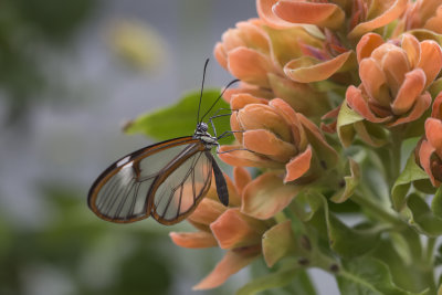 Papillon de verre / Costa Rica Clearwing (Greta oto)