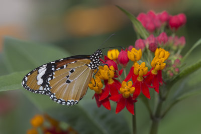 Petit monarque / African Monarch (Danaus chrysippus)