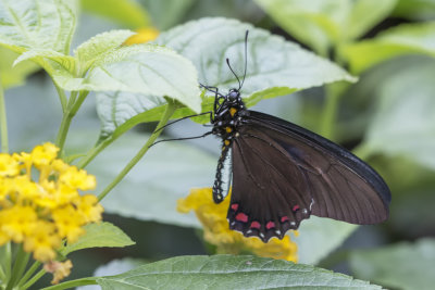 Battus lycidas / Cramer's Swallowtail (Battus lycidas)