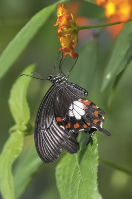 Voilier mormon / Common Mormon (Papilio polytes)