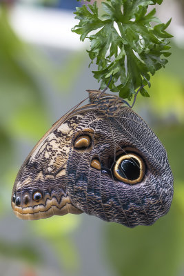 Papillon hibou / Giant Owl (Caligo memnon)