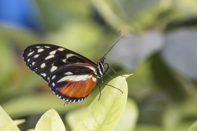 Hliconius hcale / Tiger Longwing (Heliconius hecale)