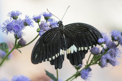 Voilier mormon / Common Mormon (Papilio polytes)