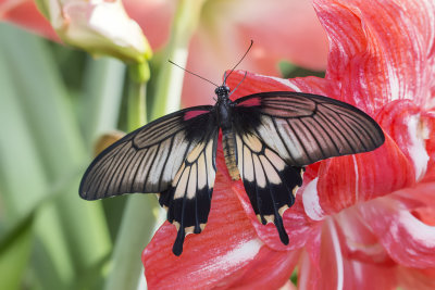 Porte-queue lowi / Lowi Swallowtail (Papilio lowi)