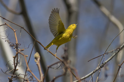 Paruline jaune / Yellow Warbler (Dendroica petechia)