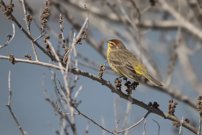 Paruline  couronne rousse / Palm Warbler (Dendroica palmarum)