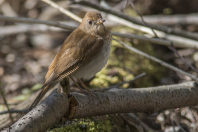 Grive fauve / Veery (Catharus fuscescens)