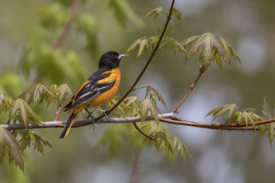 Oriole de Baltimore / Baltimore Oriole (Icterus galbula)