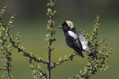 Goglu des prs / Bobolink male (Dolichonyx oryzivorus)