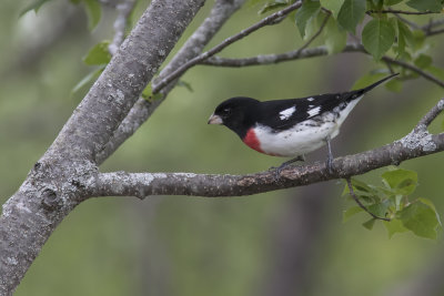 Cardinal  poitrine rose / Rose-breasted Grosbeak male (Pheucticus ludovicianus)