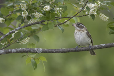 Cardinal  poitrine rose / Rose-breasted Grosbeak female (Pheucticus ludovicianus)