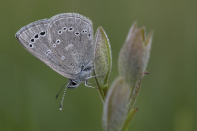 Bleu argent / Silvery Blue (Glaucopsyche lygdamus)