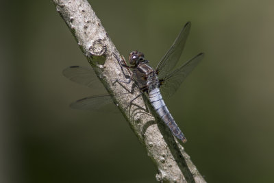 La julienne / Chalk-fronted Corporal female (Ladona julia)