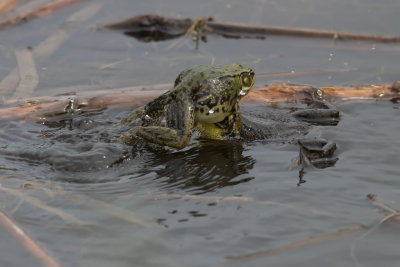Grenouille verte / Northern Green Frog (Rana clamitans melanoma)