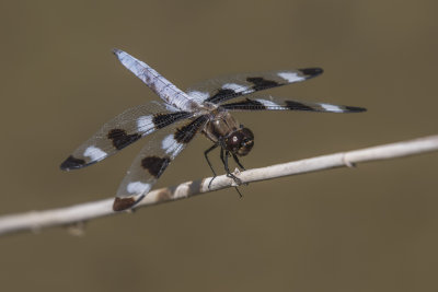 La gracieuse / Twelve-spotted Skimmer (Libellula pulchella)