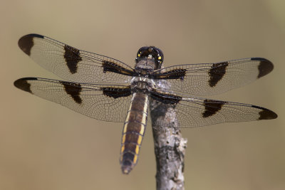 La gracieuse / Twelve-spotted Skimmer (Libellula pulchella)