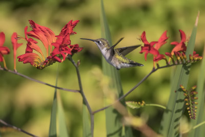 Colibri  gorge rubis / Ruby-throated Hummingbird (Archilochus colubris)