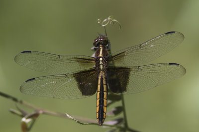 La mlancolique / Widow Skimmer female (Libellula luctuosa)