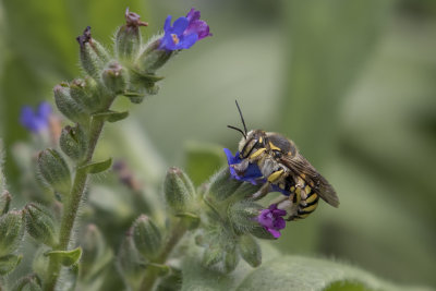 Anthidie  manchettes  ou abeille cotonnire / Wool Carder Bee (Anthidium manicatum)