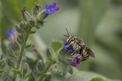 Anthidie à manchettes ou abeille cotonnière / Wool Carder Bee (Anthidium manicatum)