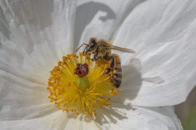 Abeille domestique / Honey Bee (Apis mellifera)