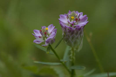Polygale sanguin / Field Milkwort or Purple Milkwort (Polygala sanguinea)