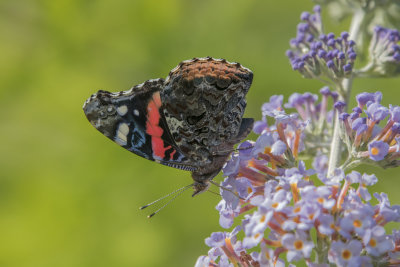 Vulcain / Red Admiral (Vanessa atalanta)