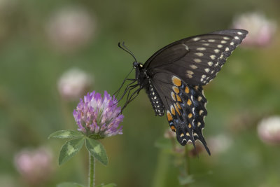 Papillon du cleri / Black Swallowtail (Papilio polyxenes)