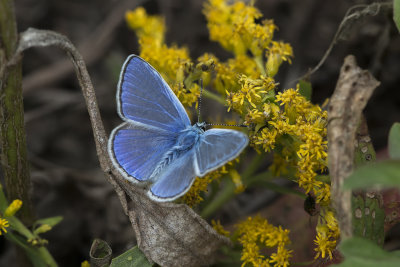 Bleu commun d'Europe / European Common Blue (Polyommattus icarus)